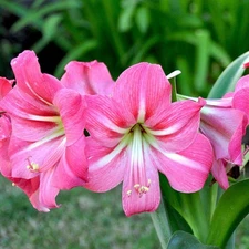 Easy to Grow Amaryllis Pink Flush Plant Bulb Indoor Holiday Outdoor Zones 9-11