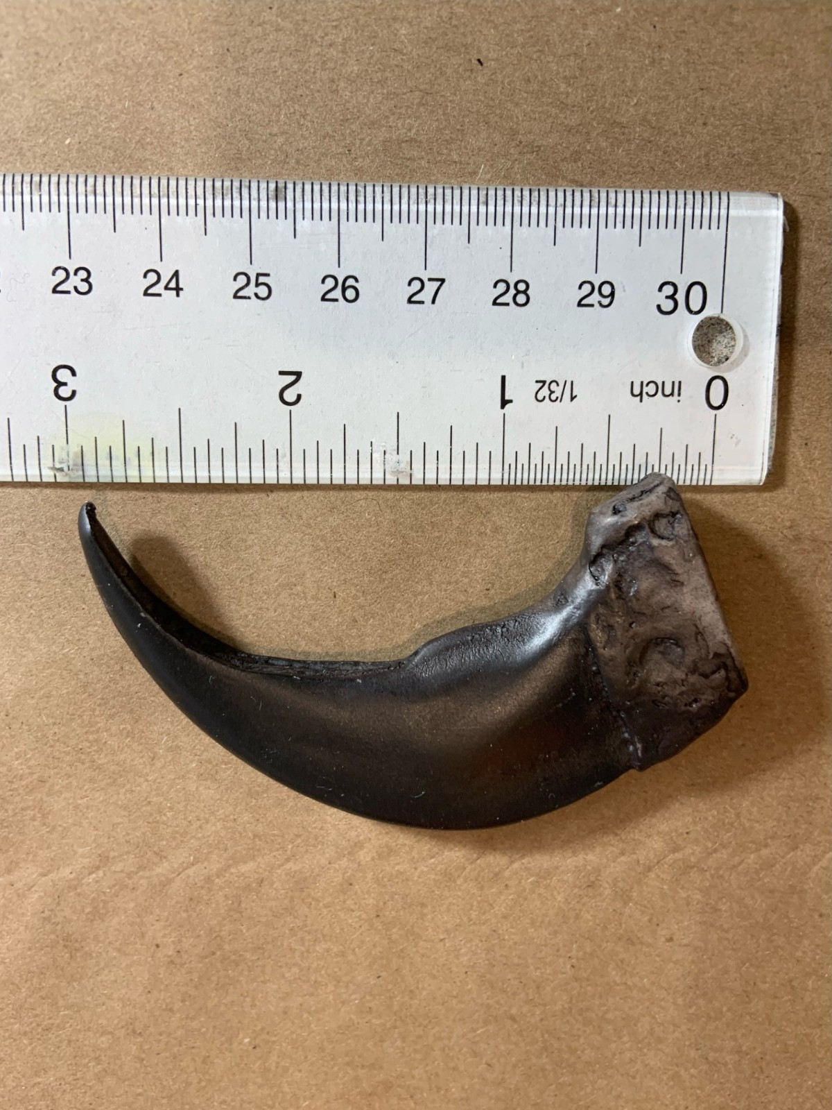 Two (2) Large 3" Grizzly Bear Claws Black with Designed Bloodstained Tips