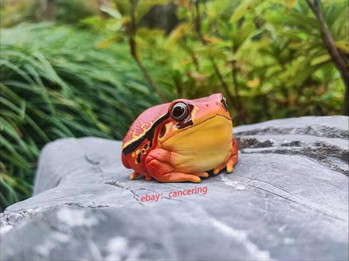 ANIMAL HEAVENLY BODY UNA SERIE DI RISATE E INGRASSATE 20 Ver. modello frog2 in resina - Foto 13 di 26