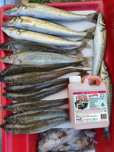 Tassie Salmon Fish Oil Best Fishing Attractant & Burley Mixer 10L - 400 Mixes - Picture 8 of 12