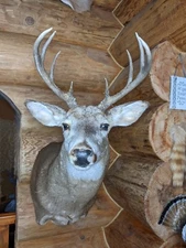 White Tail Deer Shoulder Mount 8 point Buck - Taxidermy Man Cave