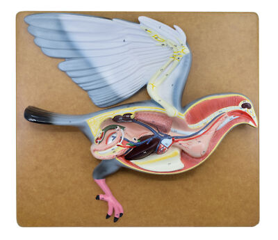 Pigeon Dissection Model, 18'' - Mounted - Numbered with Key Card - Eisco Labs