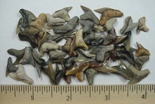 40 - Fossilized Extinct Tiger Shark Teeth from North Florida