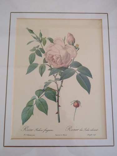 Vintage Botanical Prints - Pierre Joseph Redoute prints Professionally Framed - Imagen 6 de 10