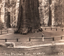 1920-30s - General Sherman Tree Sequoia National Park RPPC Postcard - P23