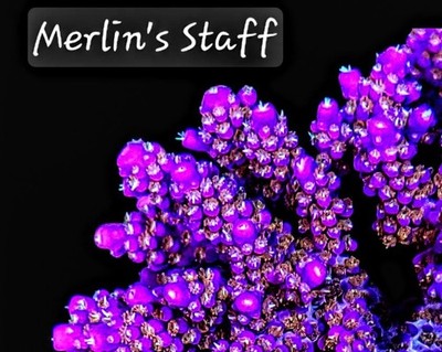 6 Pack 3/4-1.5 inch Frag Acropora SPS Coral
