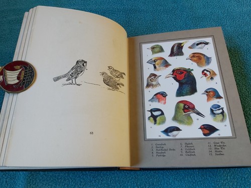 The British Bird Book, Wood & Pycraft, Roland Green, rebound half morocco, 1921 - Picture 17 of 23