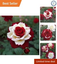 Transform Your Garden - 20 Rare Twin Red  White Rose Seeds, Heirloom Quality