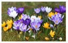 Oliwier's Bulbs 10 x Large Flowering Crocus Mixed Spring Flowering Bulbs Earl...