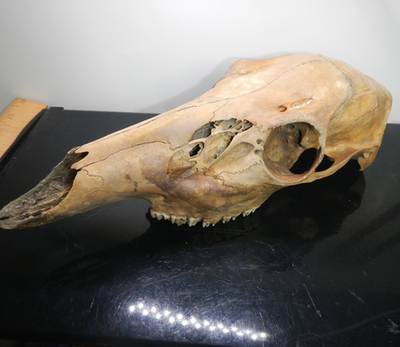 #ad HISTORIC FEMALE DOE DEER SKULL RIVER FIND OLD BONE TOOTH MAMMAL TAXIDERMY $57.00