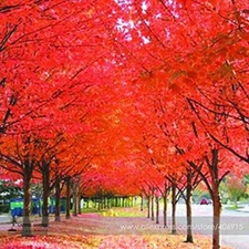 New True Japanese Red Maple Tree Seeds, Professional Pack, 20+ Seeds