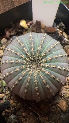 1PC Frailea Castanea v. Nitens Cactaceae Succulent Cactus Plant Beautiful1.5-3CM
