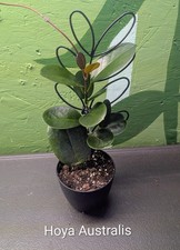 Hoya Australis with Trellis