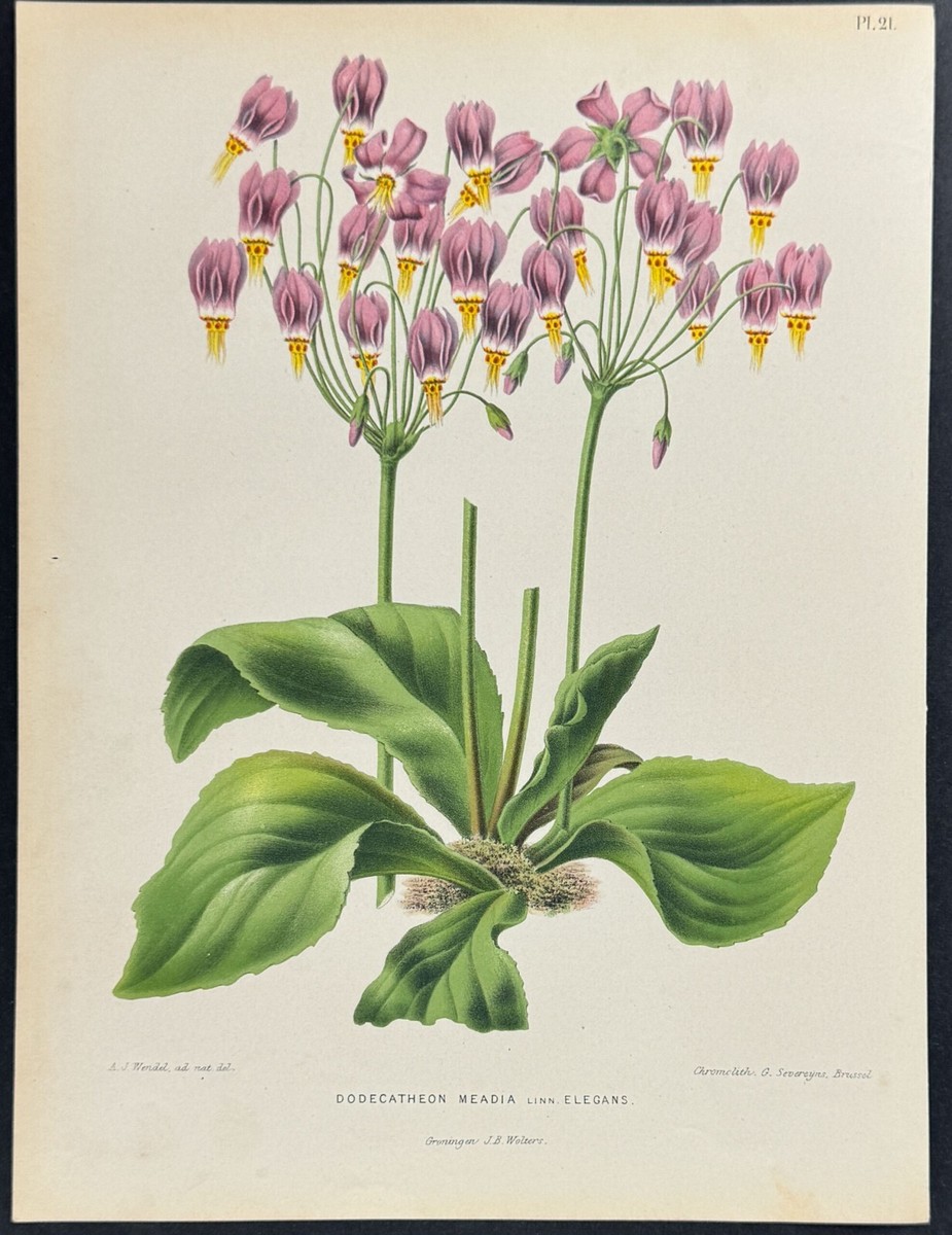 Witte - Shooting Star. 21 - 1868 Chromolithograph | eBay