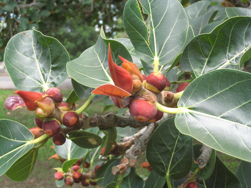 Ficus rumphii UNIQUE TREE Exotic Seeds! | eBay