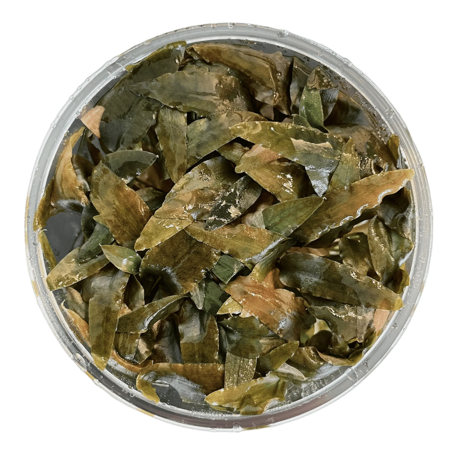 Cryptocoryne Wendtii Brown Tissue Culture | Aquarium Plants Factory® –  Zambi Restaurant