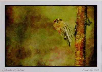 008146 Common Redpoll Aquarell Bild limitierte Auflage A3
