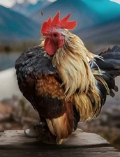 12+Ex NPIP AI CLEAN Pure Serama Micro To B Hatching Eggs MALAYSIAN & TRADITIONAL