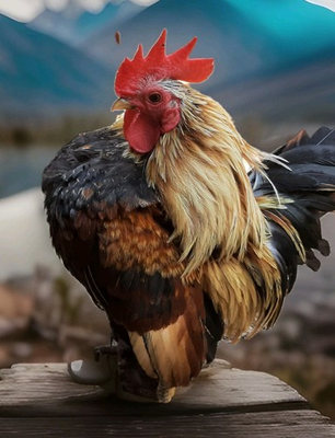 #ad 12Ex NPIP AI CLEAN Pure Serama Micro To B Hatching Eggs MALAYSIAN amp; TRADITIONAL $55.00