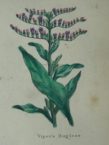 The Complete Herbal PLATE 20 Botanical illustration by Nicholas Culpeper c1850 - Picture 5 of 14