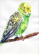 "Arte original acuarela pintura periquito loro pájaro mascota obras de arte 9x12"""