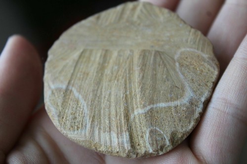 Fosil de erizo, Madagascar. De @ 66 a 70 grs cada uno - Imagen 11 de 12