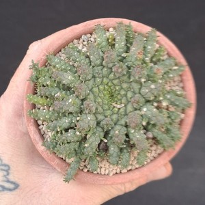 Stefano Colombo Cactus | eBay Stores