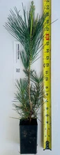 Japanese Black Pine  14" - 24"  Tall 2+ Year Old Tree  Great Bonsai or Landscape
