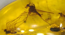 Odd Cretaceous Fly with Sucking Mouth Fibers Burmese Amber Fossil Dinosaur Age
