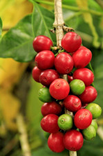 120 Excelsa Coffee Seedss Coffea sp. excelsa For Planting