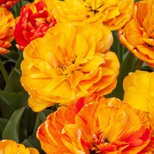 10 PRE-CHILLED Double Late Sun Lover Mixed Peony Tulip Bulbs - Ready To Bloom