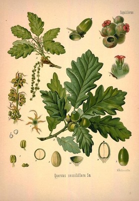 ''Quercus sessiliflora . Originalgetreue Abbildung; 30x45cm ''