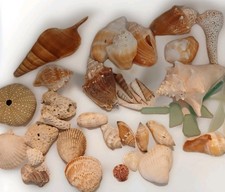 Mixed Natural Seashell Lot Florida Conch Scallop Whelk Sea Glass Coral Coastal