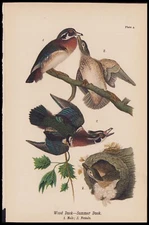 1890 Birds Of Pennsylvania Antique Chromolithograph Print Wood Duck, Summer Duck
