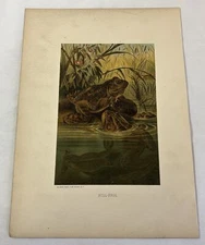 1885 lithograph ~ BULL-FROG Bullfrog ~ 9x12