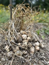 Garlic Inchelium Red Cloves 1+ Lb for Eating or Planting