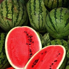 25 Allsweet Watermelon Seeds / Organic / NON GMO - FLORIDA GROWN - DELICIOUS