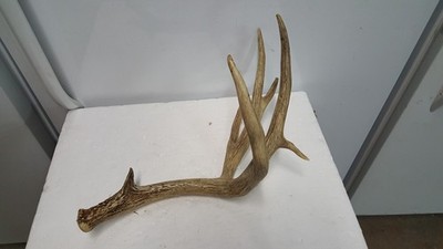 SELF STANDING double kicker MULE DEER SHED antlers whitetail rack elk ...