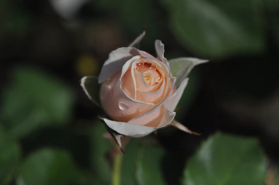 [Tested!Opt MINT] SMC Pentax 67 Macro 100mm f/4 Lens For Pentax 6x7 67 67II #801 - Image 3 of 4