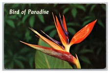 Hawaii Bird of Paradise Flower Chrome Postcard Posted 1973