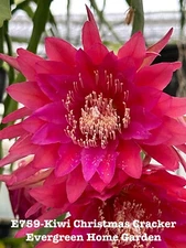 Rooted Epiphyllum Orchid Cactus “Kiwi Christmas Cracker’ In 4” pot.