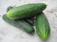 MARKETMORE '76' CUCUMBER 50 SEEDS NON-GMO FRESH FOR GARDENS