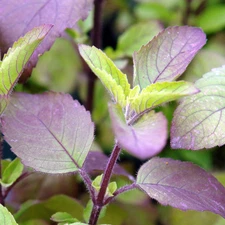Red Leaf Holy Basil Seeds - For 2025 Planting Ocimum Sanctum Tenuiflorum Tulasi