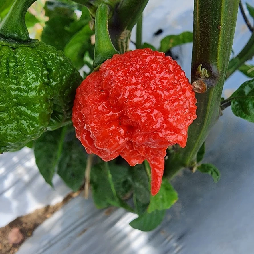 Copos de pimienta Carolina Reaper & Trinidad Scorpion | 1.000.000+ SHU | Envío gratuito Foto 3 de 4