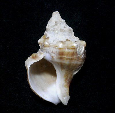 Formosa/Sea Shells/Neptunea arthritica 67mm.china.left-handed | eBay