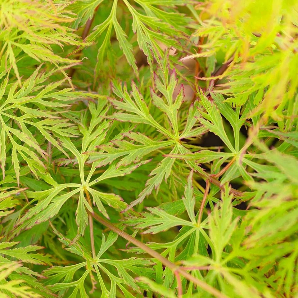 Acer 'Emerald Lace' Japanese Maple Plant - 25-35cm in Height Ready to Plant - Image 2 of 4