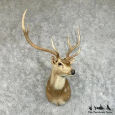 #29680 P | Axis Deer Taxidermy Shoulder Mount For Sale