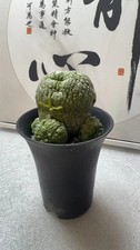 Pseudolithos migiurtinus Succulent cactus plant Garden flowering Plants 6.5cm