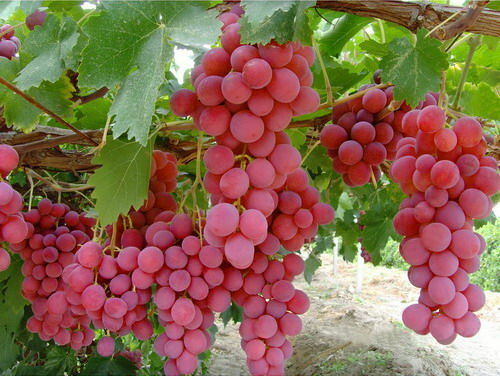 PINK GMO FREE - GRAPES FOR cold zones -USA, CANADA, Scand
