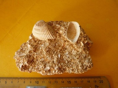 Muschelsand der Falunen der Touraine 15 Millionen Jahre 11 cm mal 7 cm
